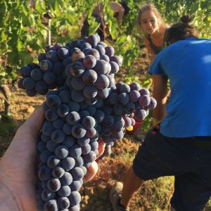 uva vendemmia